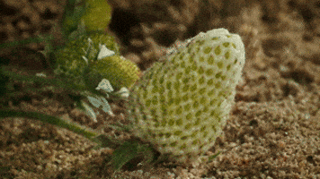 strawberry ripening GIF