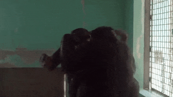kimrosejohnson  GIF
