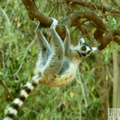 Wildlife GIF by BBC America