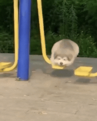 Animal gif. A puffy white dog enjoys swinging on a playground swing all by itself.