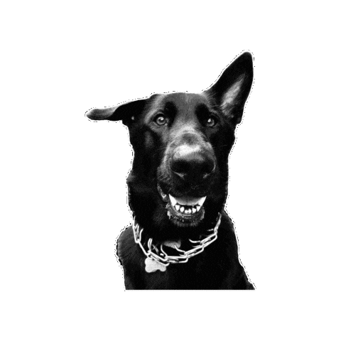 Dog Asheville Sticker