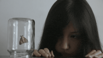 Moth Audacity GIF by LIA LIA
