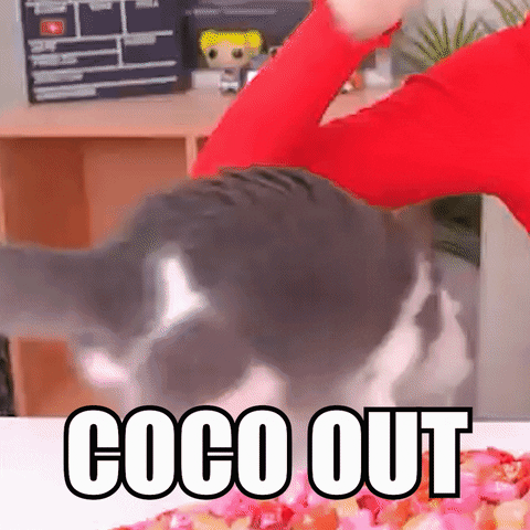 Cat Im Out Of Here GIF by Wengie