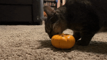 tutimon cat cats pumpkin GIF