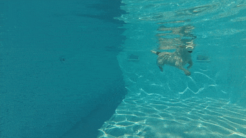 leswauz dog dogs puppy swimming GIF