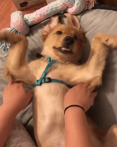 Dog Flapping GIF by MOODMAN - Find & Share on GIPHY