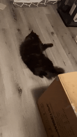 Cat GIF