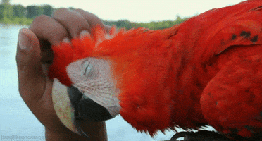 scarlet macaw x GIF by Head Like an Orange