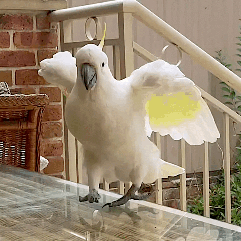 Cockatoo GIFs - Get the best GIF on GIPHY