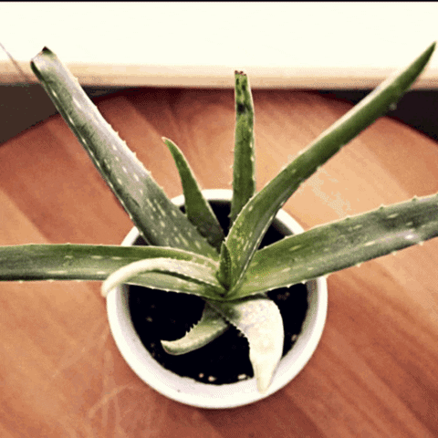 Aloe Vera Sticker GIF by AquariumMe - Find & Share on GIPHY
