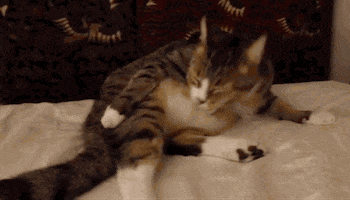 relaxed pussy cat GIF