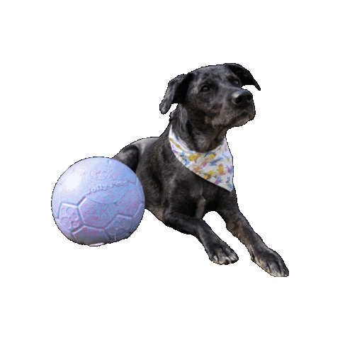 Dog Toy Soccer Sticker by Jolly Pets