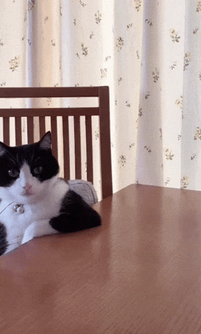 Кот GIF