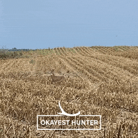 Deer Hunting GIF by Okayest Hunter