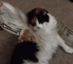Video gif. Fluffy cat lays on its back as someone drops money all over its belly and on the floor. The cat looks at the cash confused.
