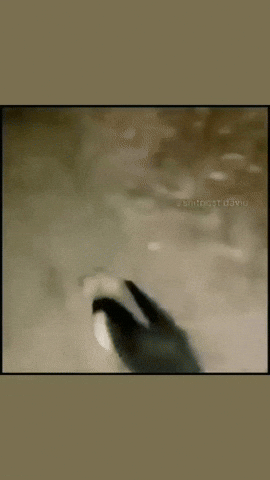Animrrr GIF