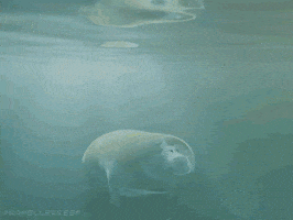 Air Im Up GIF