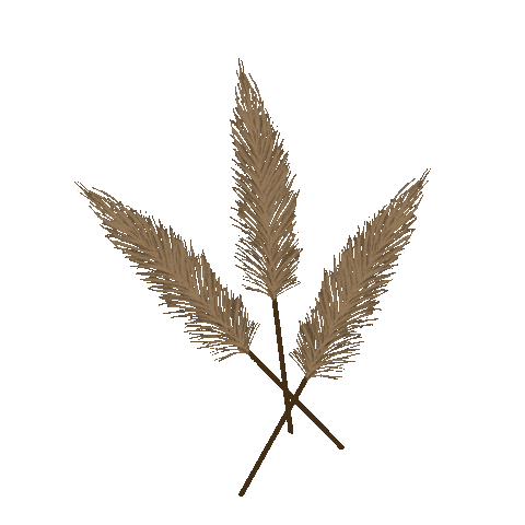 Pampas Grass Home Sticker by Shop Agapé Candles for iOS & Android | GIPHY