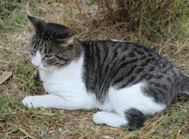 Gatos GIF