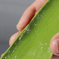 200.gif?cid=fc005b0888491537aa9adccad37343044bd16ec0932a526d&rid=200.gif&ct=g