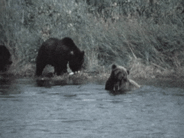 Brown Bears GIF by US National Archives
