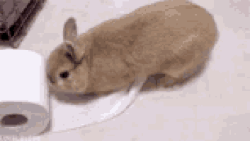bunny discover GIF