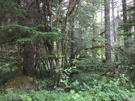 Oregon GIF