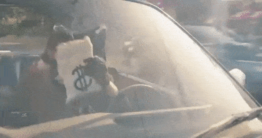 Cat Driving GIF by Levitation Room