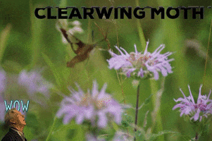 200.gif?cid=fc005b08a7c802fb84ab0ba0eda46a71062b0f9b63f1b193&rid=200.gif&ct=g