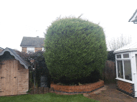 Coniferremoval GIF