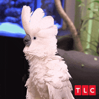 Bird Pet GIF by TLC