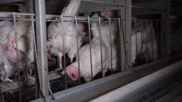 Oikeutta eläimille GIF