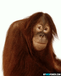 Funny Monkey Videos Gifs Get The Best Gif On Giphy