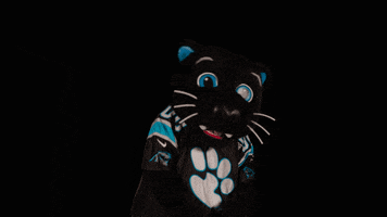Sir Purr GIF by Carolina Panthers