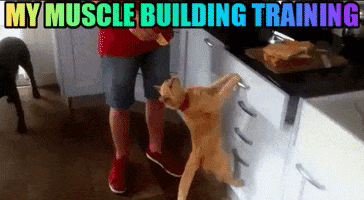 Pet Insurance For Cats GIF