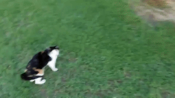 anacreongmailcom  GIF