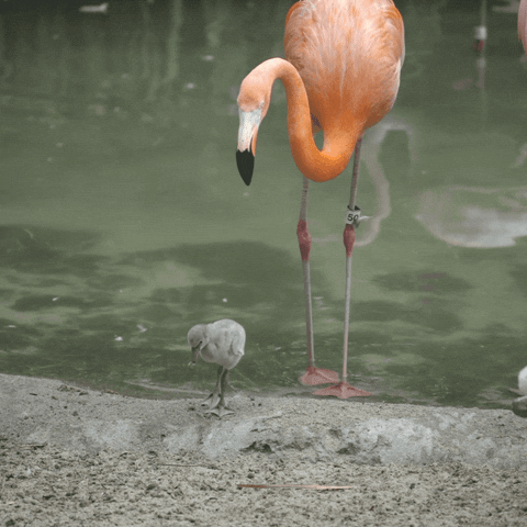 Pink Family GIF by San Diego Zoo