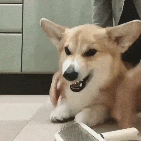 Angry Dog GIF by - Find & Share on GIPHY Angry Dog GIF by - Find & Share on GIPHY