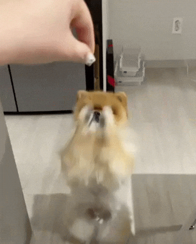 Dog 강아지 GIF
