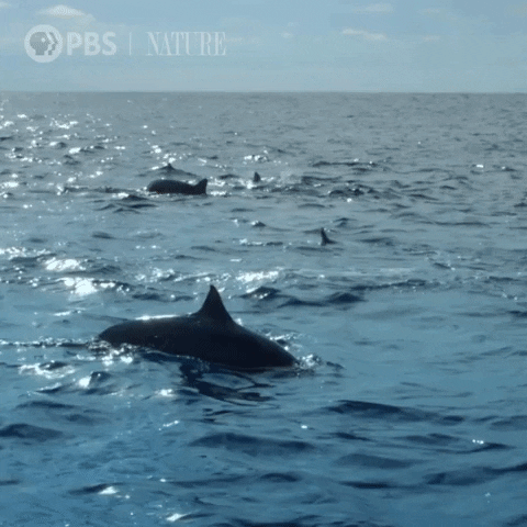 Leaping Pbs Nature GIF by Nature on PBS