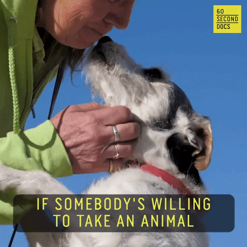 Adopt Animal Rescue GIF by 60 Second Docs