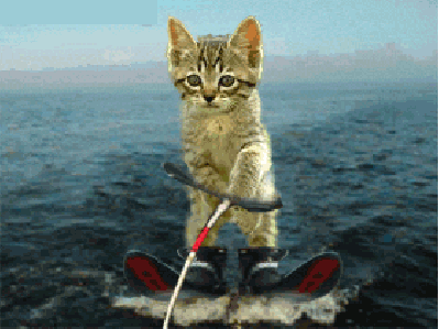 Water-Skiing Funny Cat GIF