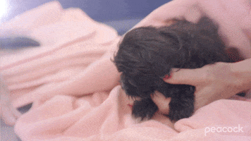 Dog Baby GIF by PeacockTV