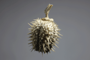 Shadowbox Seedpod GIF