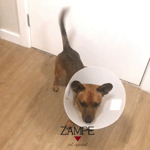 Dog Cane GIF by ZAMPE pet apparel