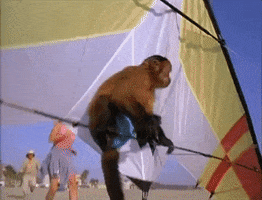 monkey trouble fly GIF by garbage party