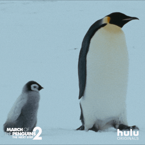 March Of The Penguins Baby Gif By Hulu Find Share On Giphy