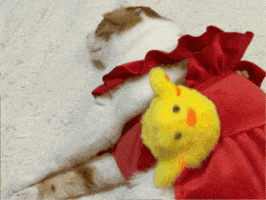 Cat GIF