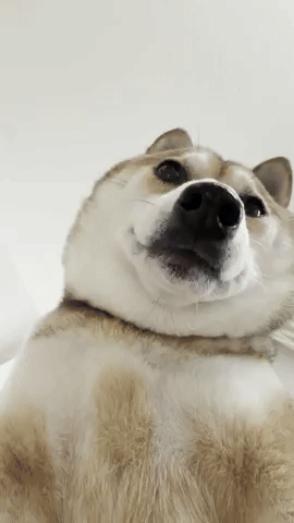 Jessytheshiba GIF