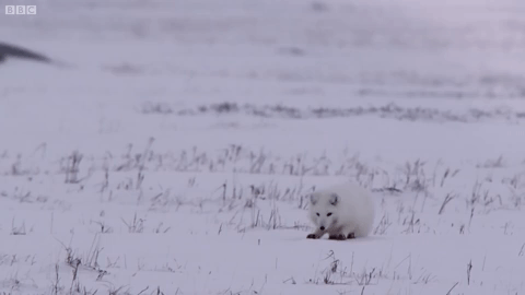  renard-polaire-hiver